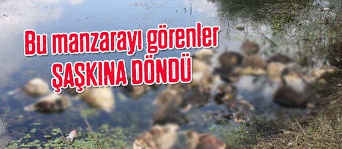 Kelleler kıyıya vurdu