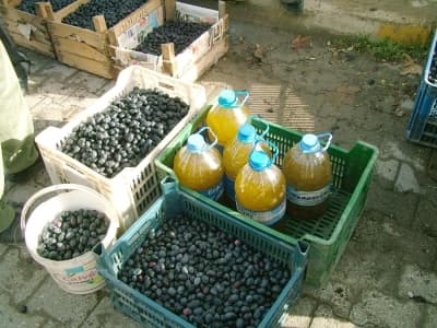 Pamukova'da Zeytin Hasadı Başladı