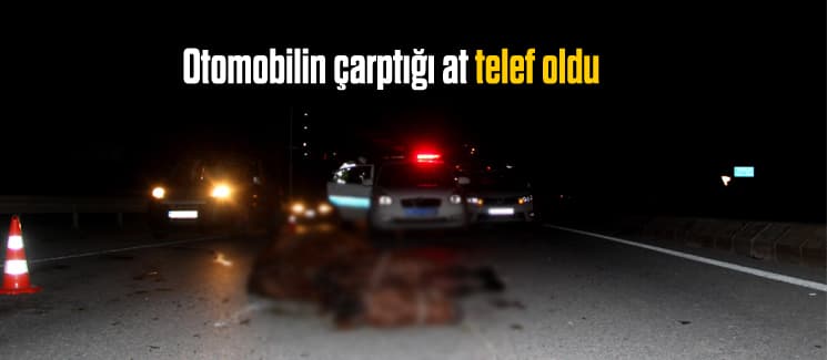 Otomobilin çarptığı at, telef oldu