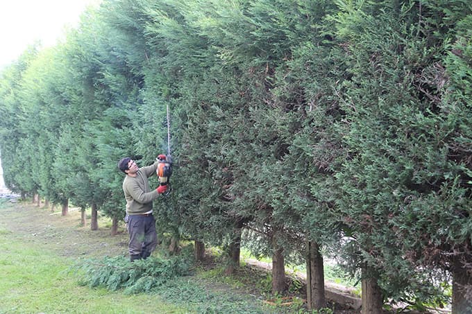 Sapanca'da bakım çalışmaları devam ediyor
