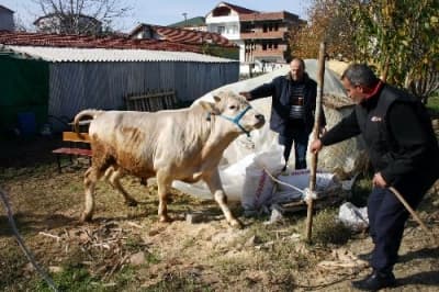 <font size="2"><font face="Arial"><strong>Acemi Kasaplarla Karşılaşıyoruz<br /><br /></strong>Kurbanlık hayvanın nakli, kesim yerinin durumu, kurbanın yere yatırılması, kesilmesi, hijyen teknikleri ve dezenfeksiyonun &ccedil;ok &ouml;nemli olduğunu kaydeden Yıldız, <font color="#333399">&quot;Her kurbanda benzer problemler yaşanıyor. Kurbanlık hayvanları sokaklarda kovalayanlar, boynuz darbesiyle yaralanan ve ellerini parmaklarını kesen acemi kasaplarla karşılaşıyoruz. Kurban kesimi tekniğine uygun yapıldığında hi&ccedil;bir kaza yaşamayız.&quot;</font> dedi. <br /></font></font><p>&nbsp;</p>