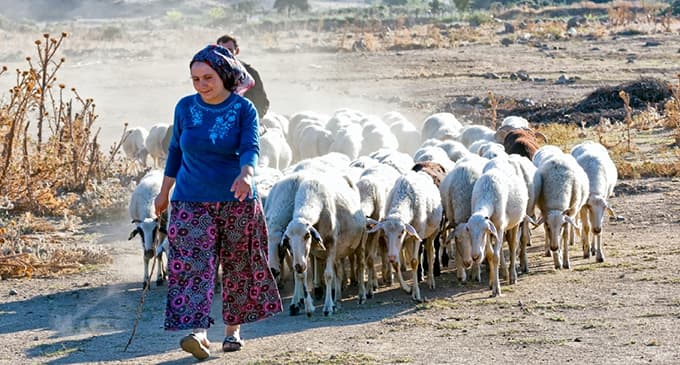 "Asgari ücretle çalışacağınıza köyünüzde hayvan bakın"