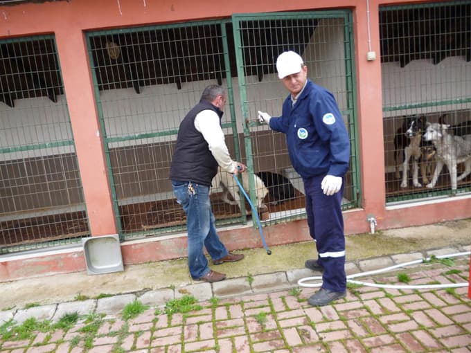 Sahipsiz sokak hayvanları için sağduyu çağrısı