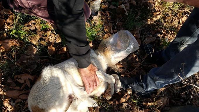 Kafası bidona sıkışan köpeği yardımseverler kurtardı