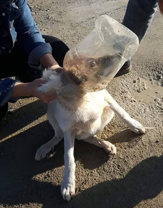 Kafası bidona sıkışan köpeği yardımseverler kurtardı