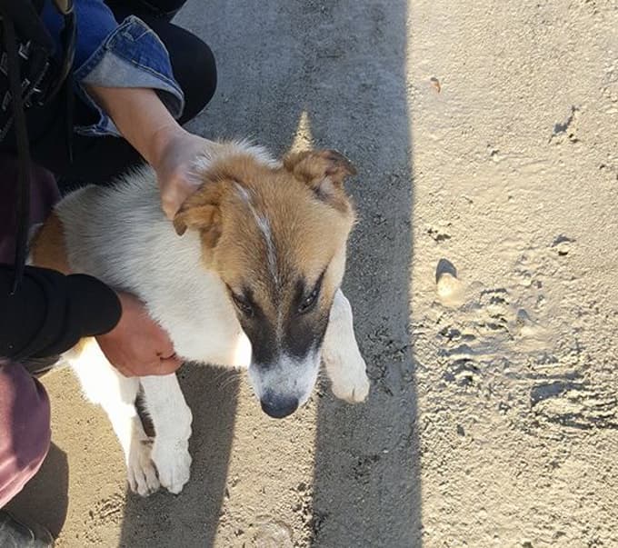 Kafası bidona sıkışan köpeği yardımseverler kurtardı