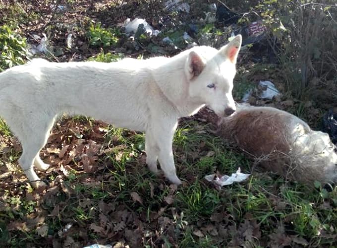 Sokak köpekleri için iğrenç iddialar!