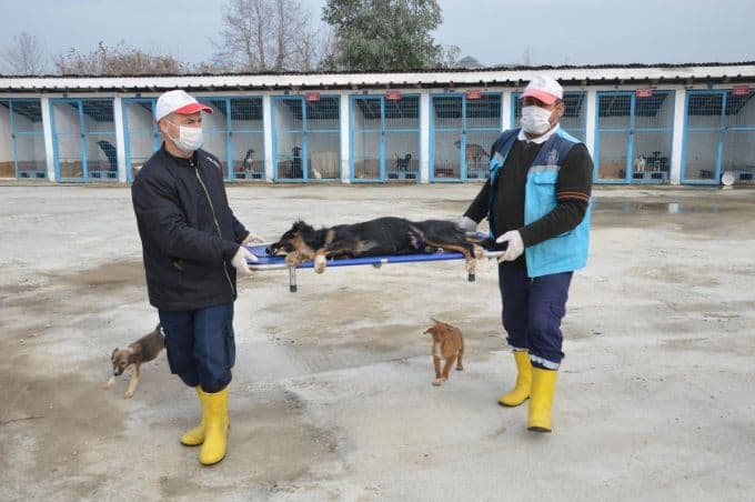 O barınakta bir ayda 120 hayvan kısırlaştırıldı