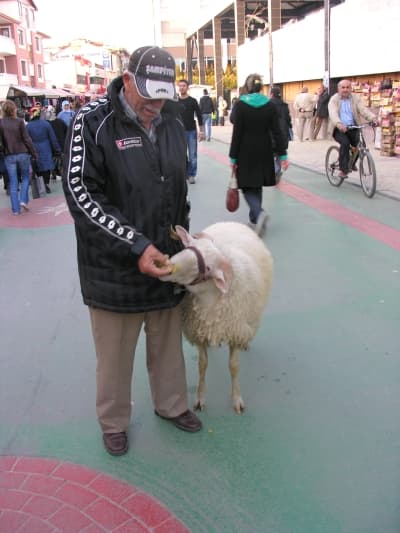 Katlı Pazar Yerinde Koyun Olur mu Demeyin!