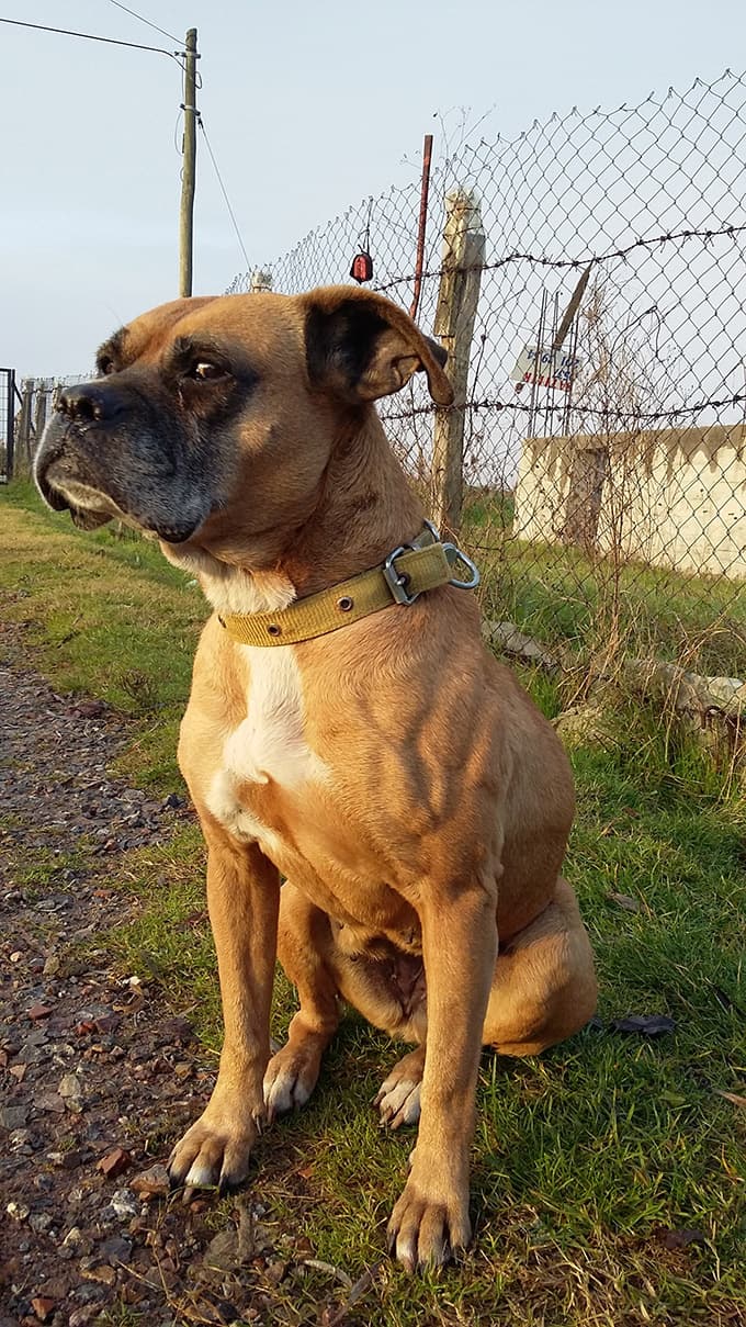 Sahibini kaybeden köpek mutsuz