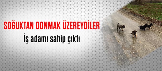 Köpek yavrularına iş adamı sahip çıktı