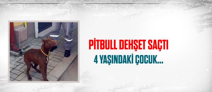 Pitbull dehşet saçtı