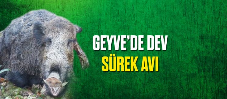 Geyve'de dev sürek avı