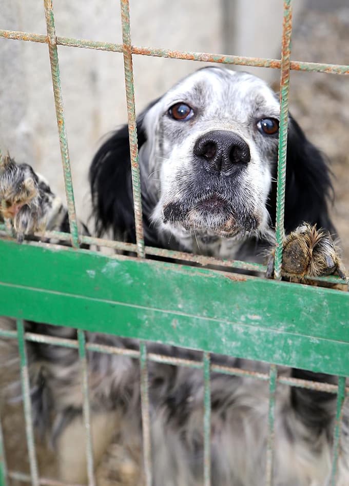"Sahiplendiğiniz köpeği sokağa bırakmayın" çağrısı