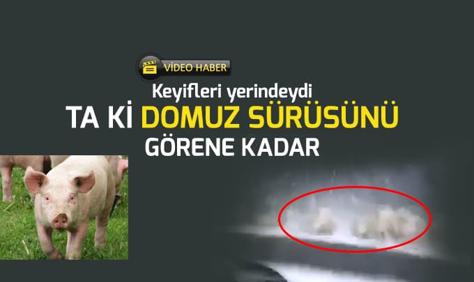 Domuz sürüsü böyle görüntülendi