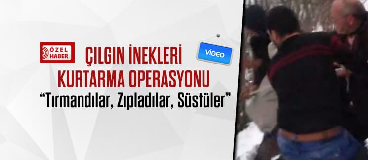 Çılgın inekleri kurtarma operasyonu
