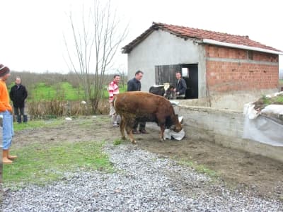 Kızgın Boğa Korku Dolu Anlar Yaşattı