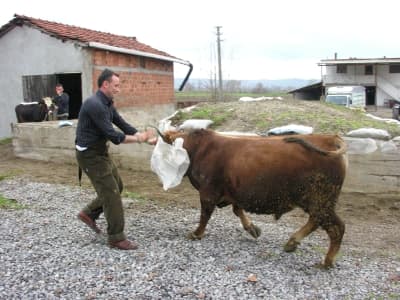 Kızgın Boğa Korku Dolu Anlar Yaşattı