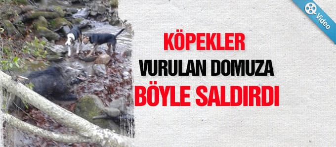 Köpekler vurulan domuza böyle saldırdı