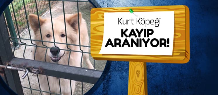 Kayıp kurt köpeği aranıyor