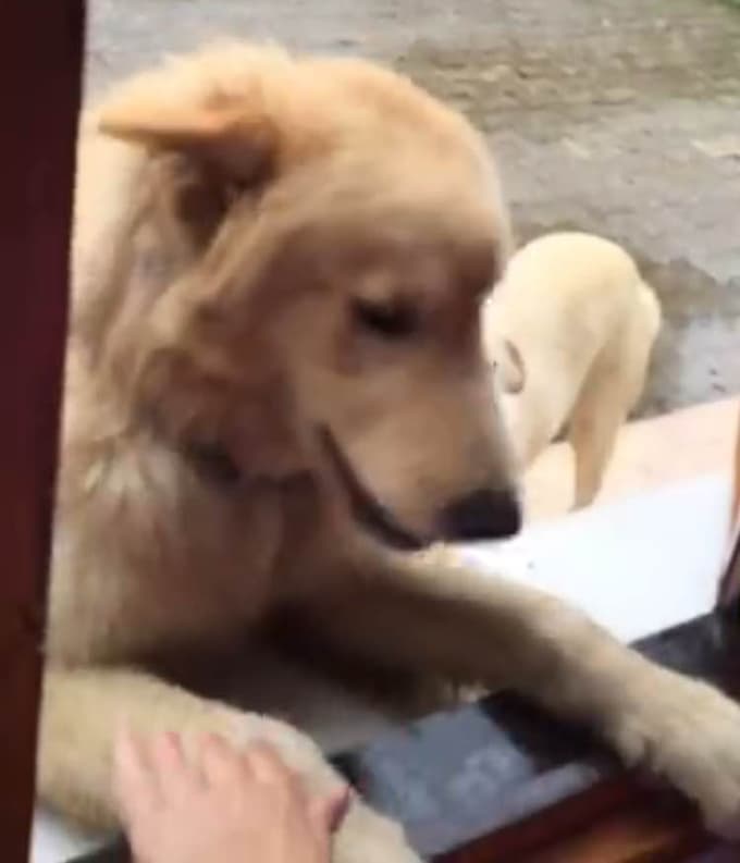 Kayıp kurt köpeği aranıyor