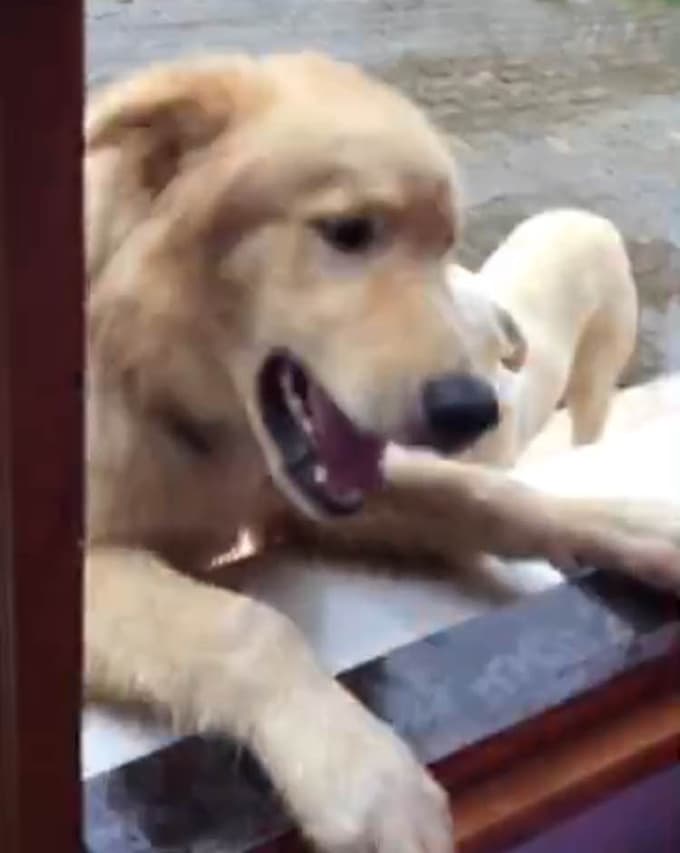 Kayıp kurt köpeği aranıyor