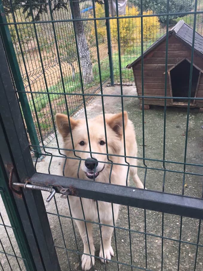 Kayıp kurt köpeği aranıyor