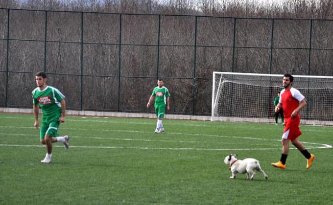 Sahaya giren köpek topun peşinden koşturdu
