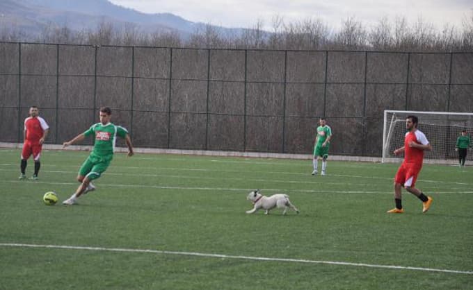Sahaya giren köpek topun peşinden koşturdu