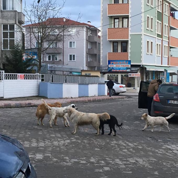 Başıboş köpekler tehlike saçıyor