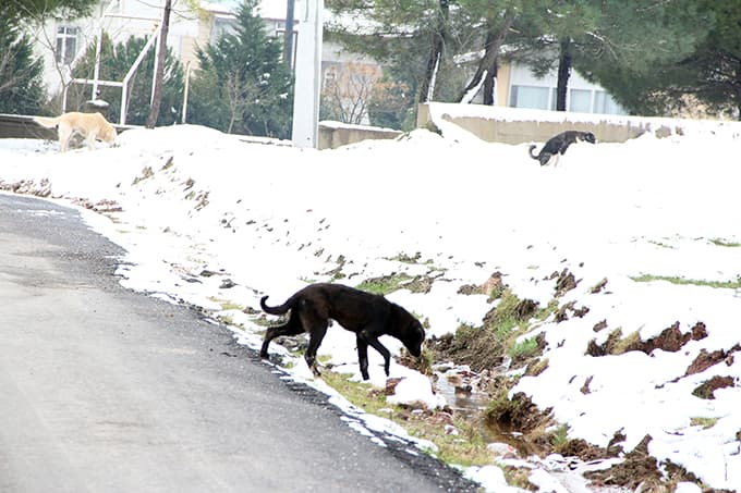 Aç kalan sokak köpekleri tavuklara saldırdı