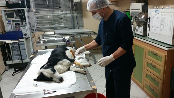 Kalp yetmezliği bulunan köpeğe operasyon