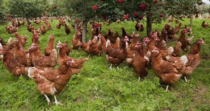 "İllegal köy tavuğu satanlardan alış veriş yapmayın"