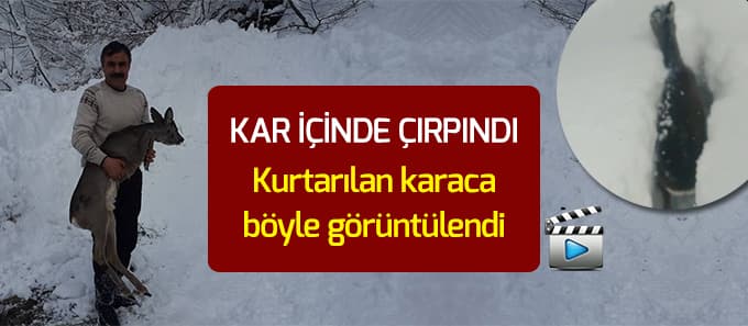 Kar içinde çırpınan Karaca böyle görüntülendi