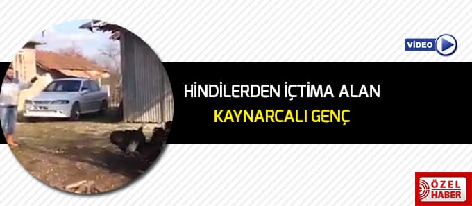 Hindilerden içtima alıyor