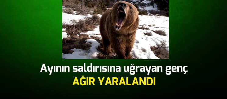 Ayı inine düştü, olanlar oldu