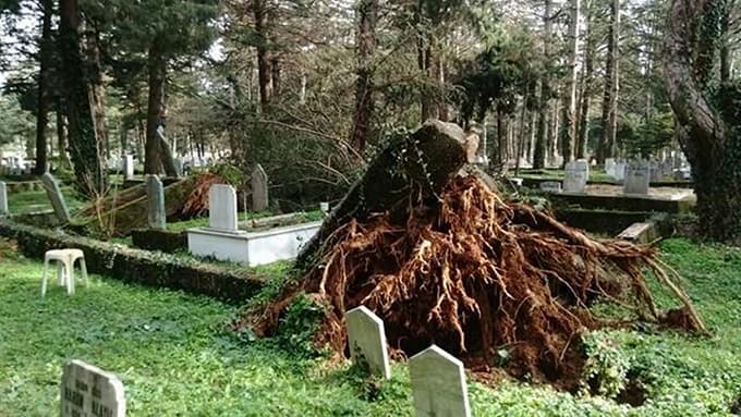 Çam ağacı mezarlığın üstüne devrildi