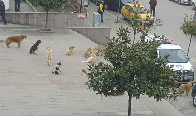 Sürü halinde gezen köpekler korku saçıyor 