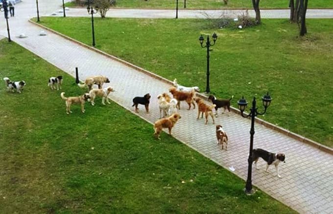 Sürü halinde gezen köpekler korku saçıyor 
