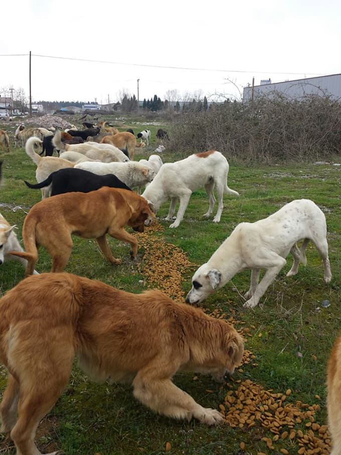 Aç kalan köpeklere hayvanseverler sahip çıktı