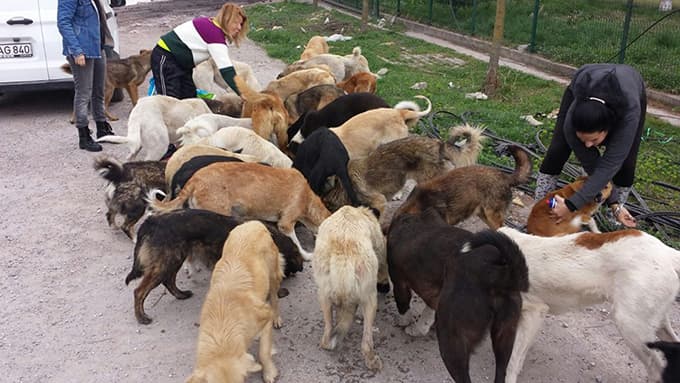 Aç kalan köpeklere hayvanseverler sahip çıktı