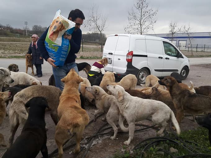 Aç kalan köpeklere hayvanseverler sahip çıktı