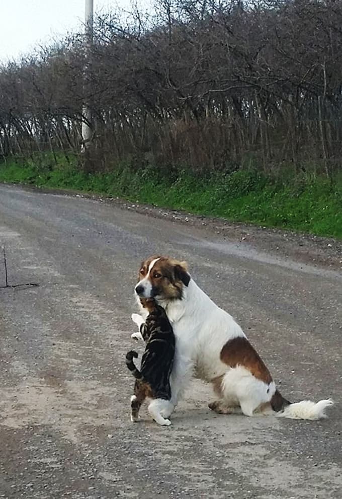 Kedi ve köpeğin dostluğu şaşırtıyor 