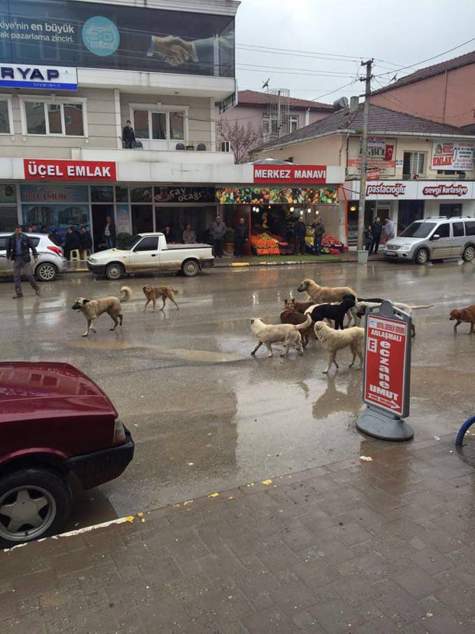 Kaynarca'da toplu halde gezen köpekler tedirgin ediyor