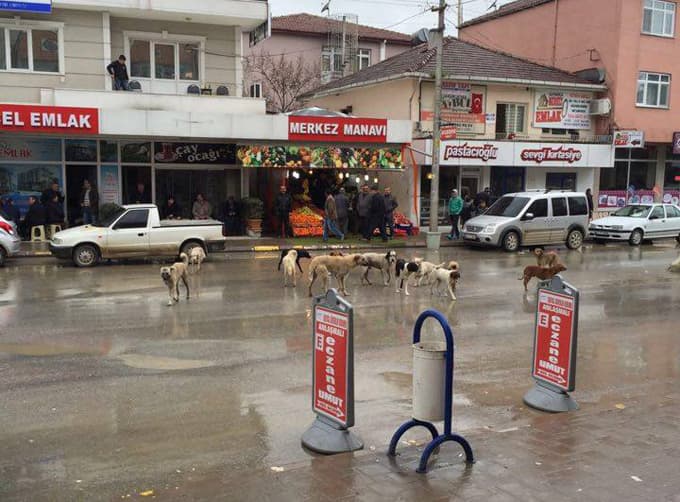 Kaynarca'da toplu halde gezen köpekler tedirgin ediyor