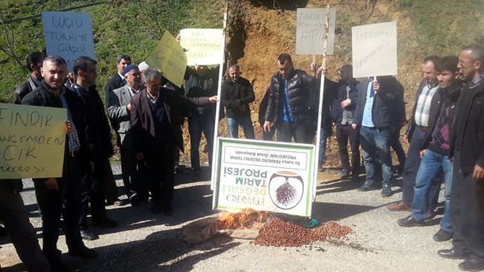 Fiyatın düşmesini fındık yakarak protesto ettiler