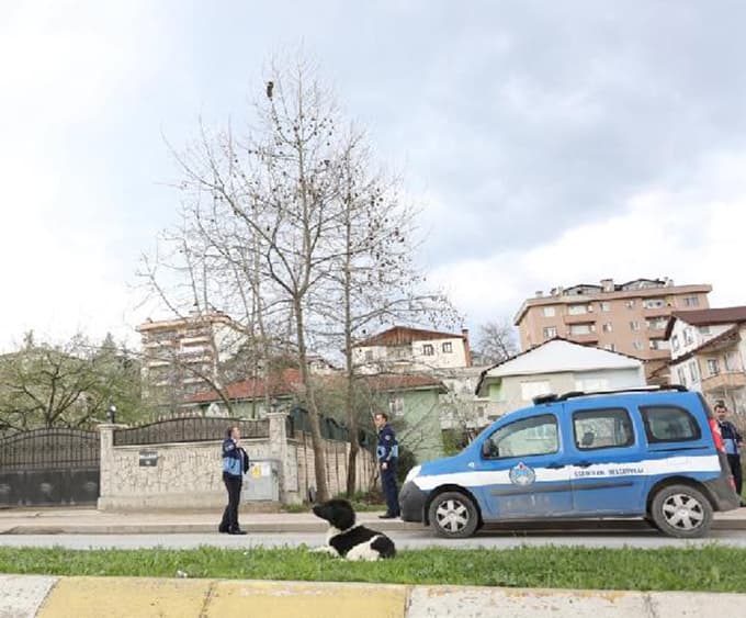 Ağaçta mahsur kalan kedi kurtarıldı