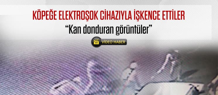 Köpeği tekmeleyip elektroşok verdiler