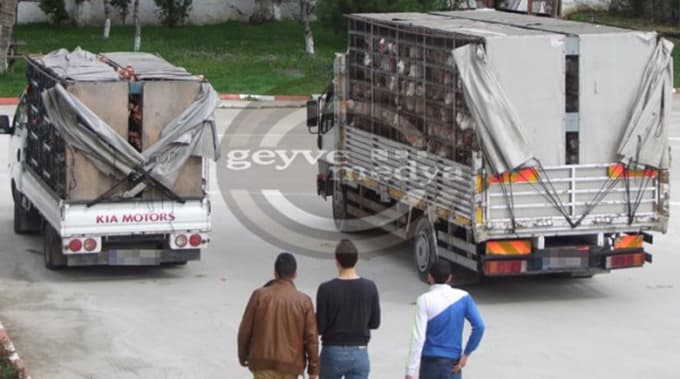 Geyve'de iki kamyon dolusu tavuğa imha kararı