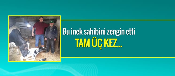 Bu inek sahibini zengin etti